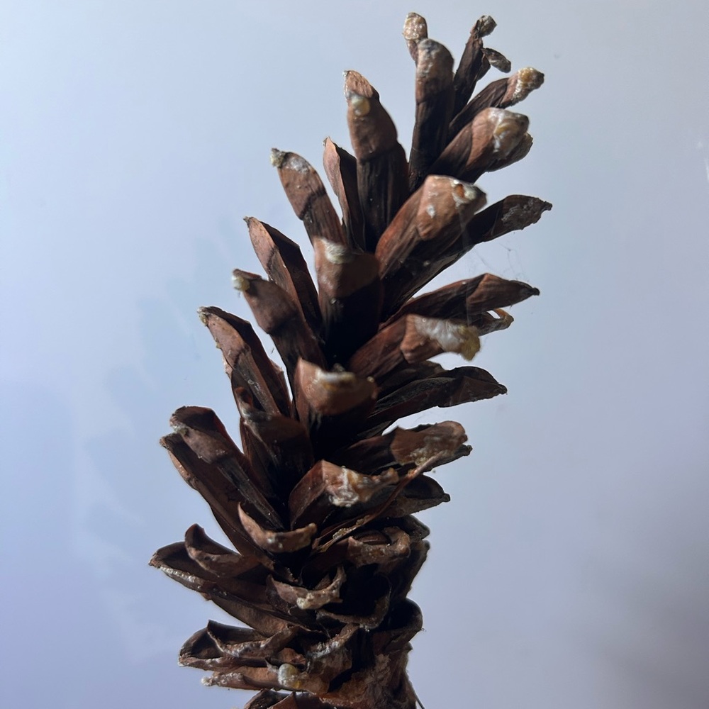 100 Pine Cones for Holiday Decor